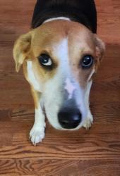 Reunited Female Dog last seen Brechin/Murray Hill, Fayetteville, NC 28303