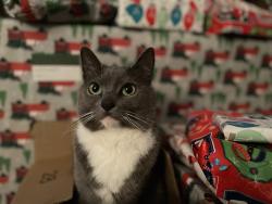 Lost Female Cat last seen Beckett St., Durham, NC 27712
