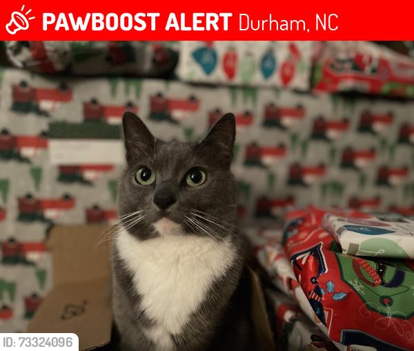 Lost Female Cat last seen Beckett St., Durham, NC 27712