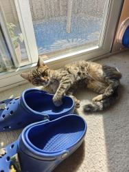 Found/Stray Female Cat last seen Cedar Summit ests Airway Heights, Spokane, WA 99224