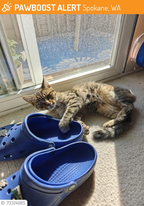Found/Stray Female Cat last seen Cedar Summit ests Airway Heights, Spokane, WA 99224
