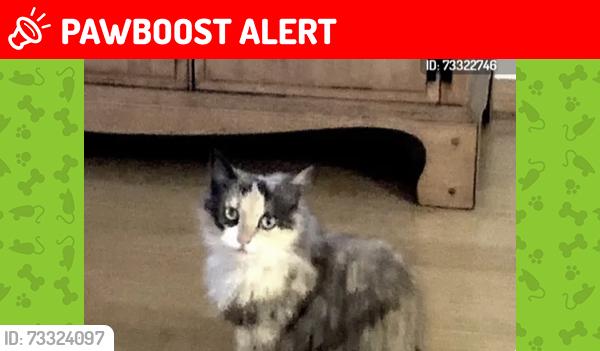 Lost Female Cat last seen 8th and Herrin, Manhattan Beach, CA 90266