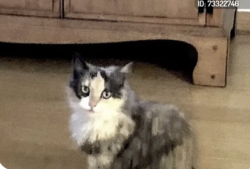 Lost Female Cat last seen 8th and Herrin, Manhattan Beach, CA 90266