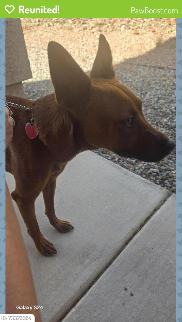 Reunited Male Dog last seen Banyon Kentwood, Albuquerque, NM 87114