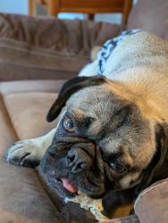 Reunited Male Dog last seen Near NE 160th street, Ridgefield, WA 98642