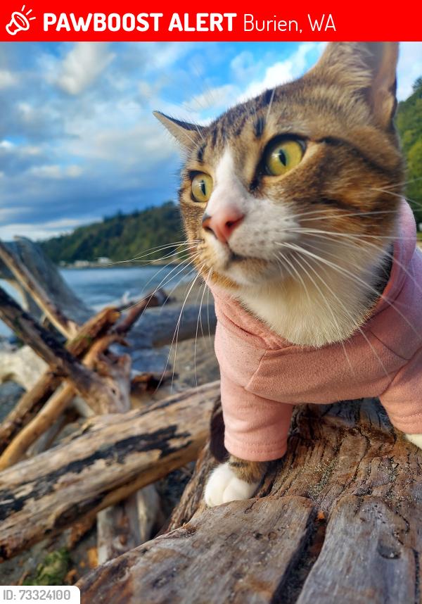 Lost Male Cat last seen Near SW Seahurst Park Rd, Burien, WA 98166, Burien, WA 98166