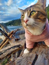Lost Male Cat last seen Near SW Seahurst Park Rd, Burien, WA 98166, Burien, WA 98166