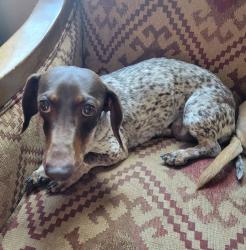 Reunited Female Dog last seen San Pedro and Eastern Avenue, SE, Albuquerque, NM 87108