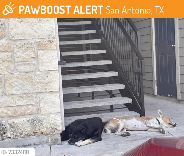 Found/Stray Male Dog last seen Cascadia apmts, San Antonio, TX 78251