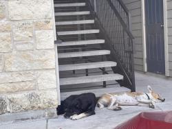 Found/Stray Male Dog last seen Cascadia apmts, San Antonio, TX 78251