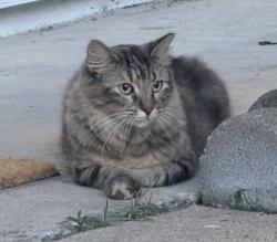Lost Female Cat last seen Beechnut, Houston, TX 77083
