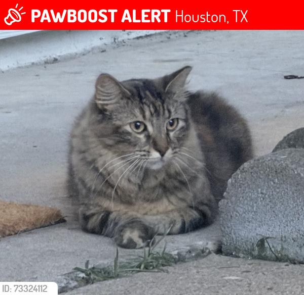 Lost Female Cat last seen Beechnut, Houston, TX 77083