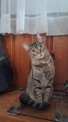 Lost Female Cat last seen Last seen outside of a gas station in Salem Wisconsin, Salem Lakes, WI 53168