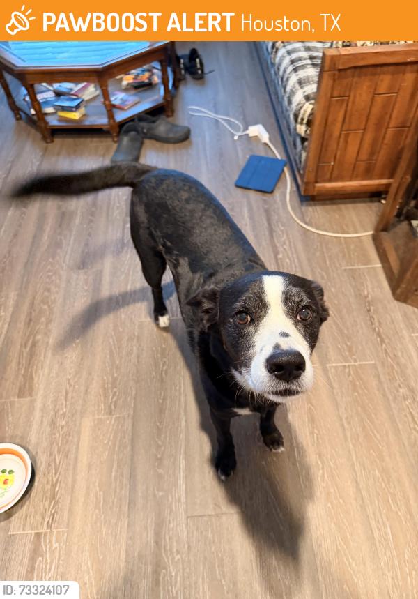 Found/Stray Male Dog last seen Todd St and Antoine Dr, Houston, TX 77055