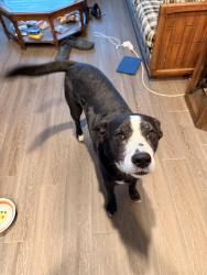 Found/Stray Male Dog last seen Todd St and Antoine Dr, Houston, TX 77055
