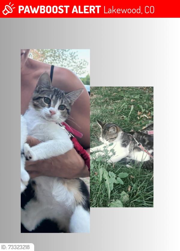 Lost Female Cat last seen Hometown Studios Lakewood, Lakewood, CO 80215