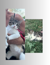 Lost Female Cat last seen Hometown Studios Lakewood, Lakewood, CO 80215