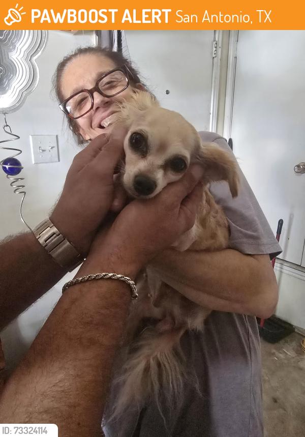 Found/Stray Female Dog last seen Old Tezal, San Antonio, TX 78250