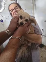 Found/Stray Female Dog last seen Old Tezal, San Antonio, TX 78250