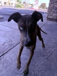 Found/Stray Male Dog last seen Stockton, Sacramento, CA 95820