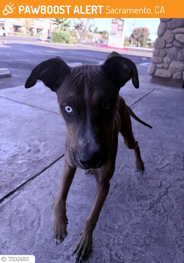 Found/Stray Male Dog last seen Stockton, Sacramento, CA 95820