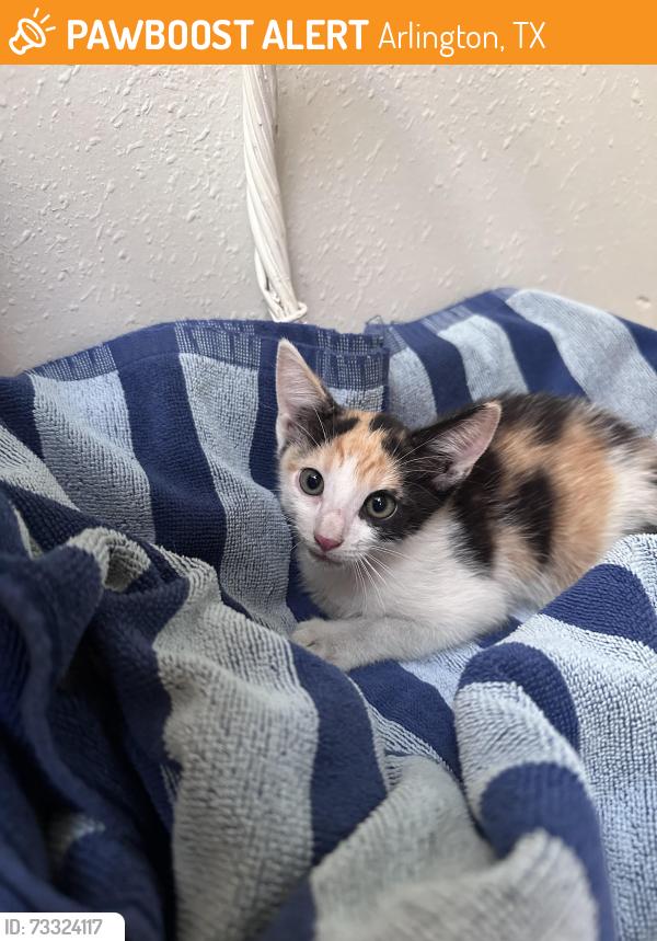 Found/Stray Unknown Cat last seen Fielder and Southwood, Arlington, TX 76013