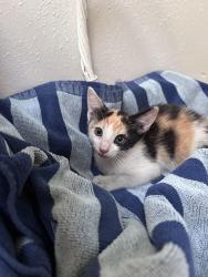 Found/Stray Unknown Cat last seen Fielder and Southwood, Arlington, TX 76013