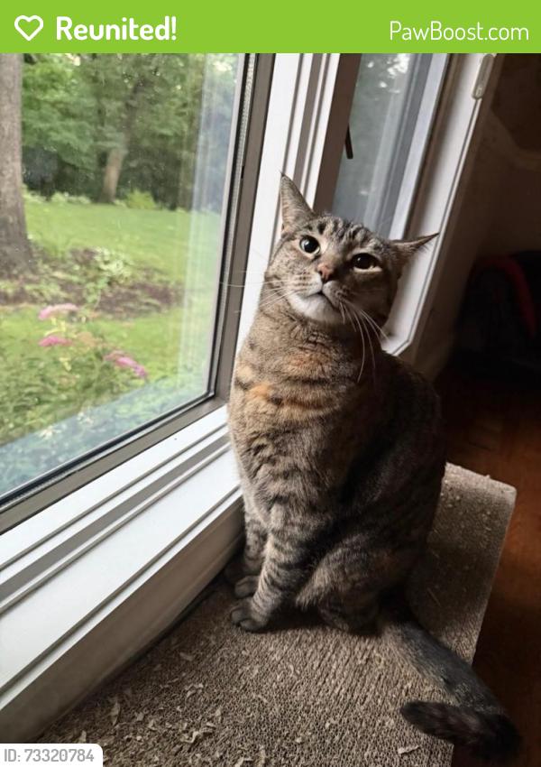 Reunited Female Cat last seen Sam's Club, Peoria, IL 61614