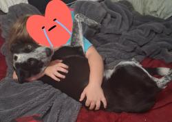 Reunited Female Dog last seen Waterworks park, Redding, CA 96003