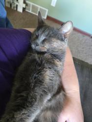 Reunited Female Cat last seen Danielson Street, Waterford, WI 53185