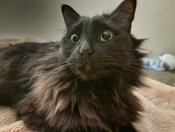 Reunited Female Cat last seen Kensington Station apmts, Bedford, TX 76021