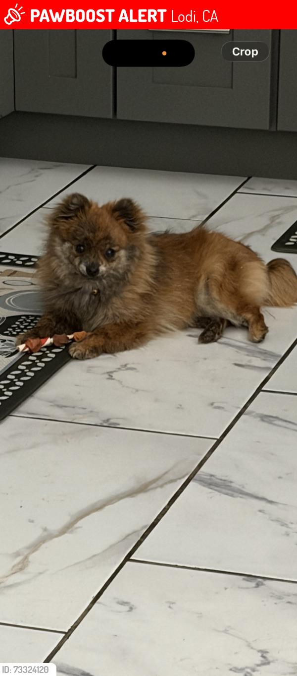 Lost Female Dog last seen Charles and Stockton ave, Lodi, CA 95240