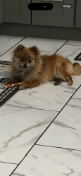 Lost Female Dog last seen Charles and Stockton ave, Lodi, CA 95240