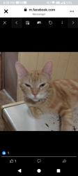 Reunited Female Cat last seen Victoria AVE, Flint, MI 48507