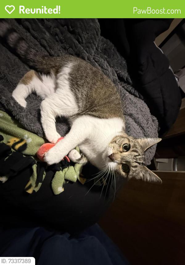 Reunited Female Cat last seen 40th Ave S and S 272nd St, Kent, WA 98032