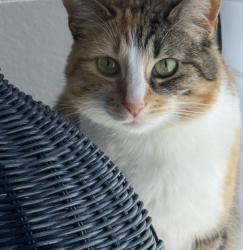 Lost Female Cat last seen Corvidae St/Kestral/ Batiquitos/Aviara, Carlsbad, CA 92011