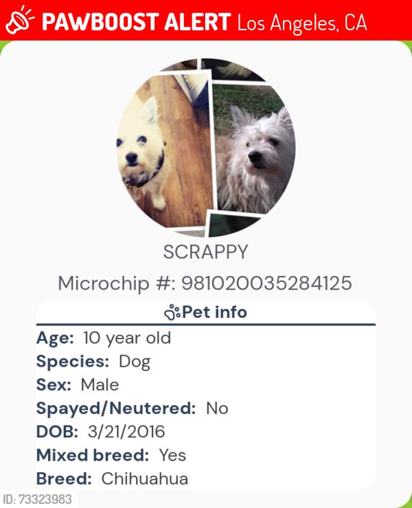 Lost Male Dog last seen Extra Space Storage (College St & Alahambra), Los Angeles, CA 90012