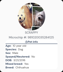 Lost Male Dog last seen Extra Space Storage (College St & Alahambra), Los Angeles, CA 90012