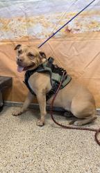 Shelter Stray Female Dog last seen OKEECHOBEE RD, 3599 NW 79th Ave, Doral, FL 33122, USA