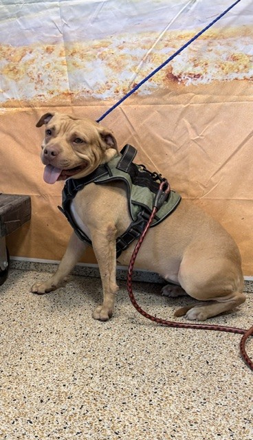 Shelter Stray Female Dog last seen OKEECHOBEE RD, 3599 NW 79th Ave, Doral, FL 33122, USA