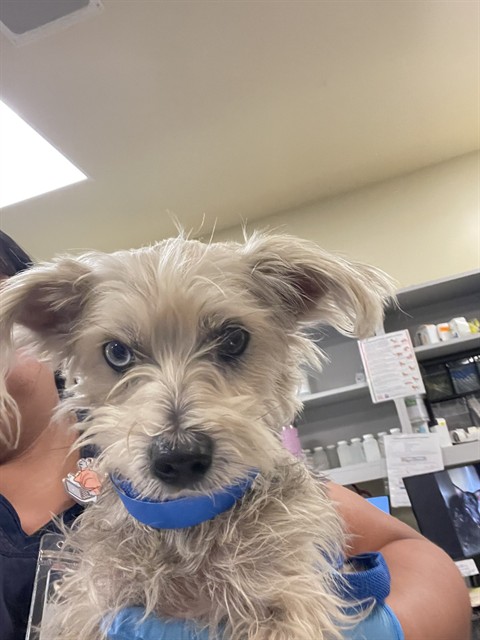 Shelter Stray Male Dog last seen W DEVONSHIRE AVE /CHANARAL WAY, HEMET, CA, 92545, 581 S Grand Ave, San Jacinto, CA 92582, USA