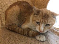 Shelter Stray Female Cat last seen Near BLOCK N STATE ST, HEMET CITY, 581 S Grand Ave, San Jacinto, CA 92582, USA