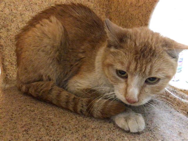 Shelter Stray Female Cat last seen Near BLOCK N STATE ST, HEMET CITY, 581 S Grand Ave, San Jacinto, CA 92582, USA