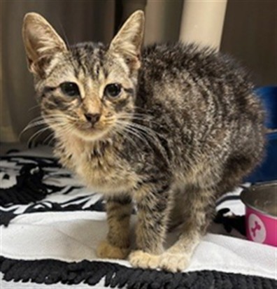 Shelter Stray Unknown Cat last seen , 232 Eslinger Way, Sanford, FL 32773, USA