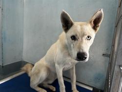 Shelter Stray Male Dog last seen , 4275 Elton St, Baldwin Park, CA 91706, USA
