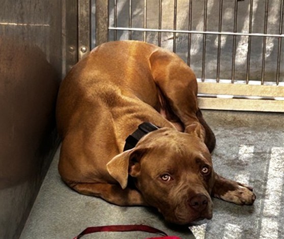 Shelter Stray Male Dog last seen , 4275 Elton St, Baldwin Park, CA 91706, USA