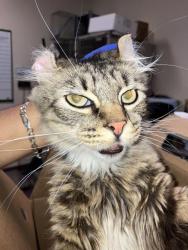 Shelter Stray Female Cat last seen Near BLK KALLIN AVE, LB 90808, 7700 E Spring St, Long Beach, CA 90815, USA