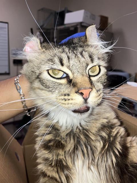 Shelter Stray Female Cat last seen Near BLK KALLIN AVE, LB 90808, 7700 E Spring St, Long Beach, CA 90815, USA