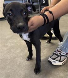 Shelter Stray Female Dog last seen , 600 Aviation Dr, Camarillo, CA 93010, USA