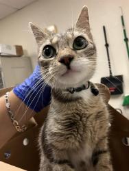 Shelter Stray Female Cat last seen Near BLK KALLIN AVE, LB 90808, 7700 E Spring St, Long Beach, CA 90815, USA